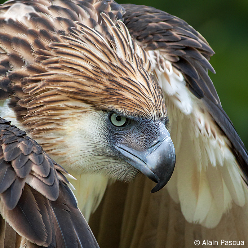 bird-day-top-10-endangered-bird-species-eco18