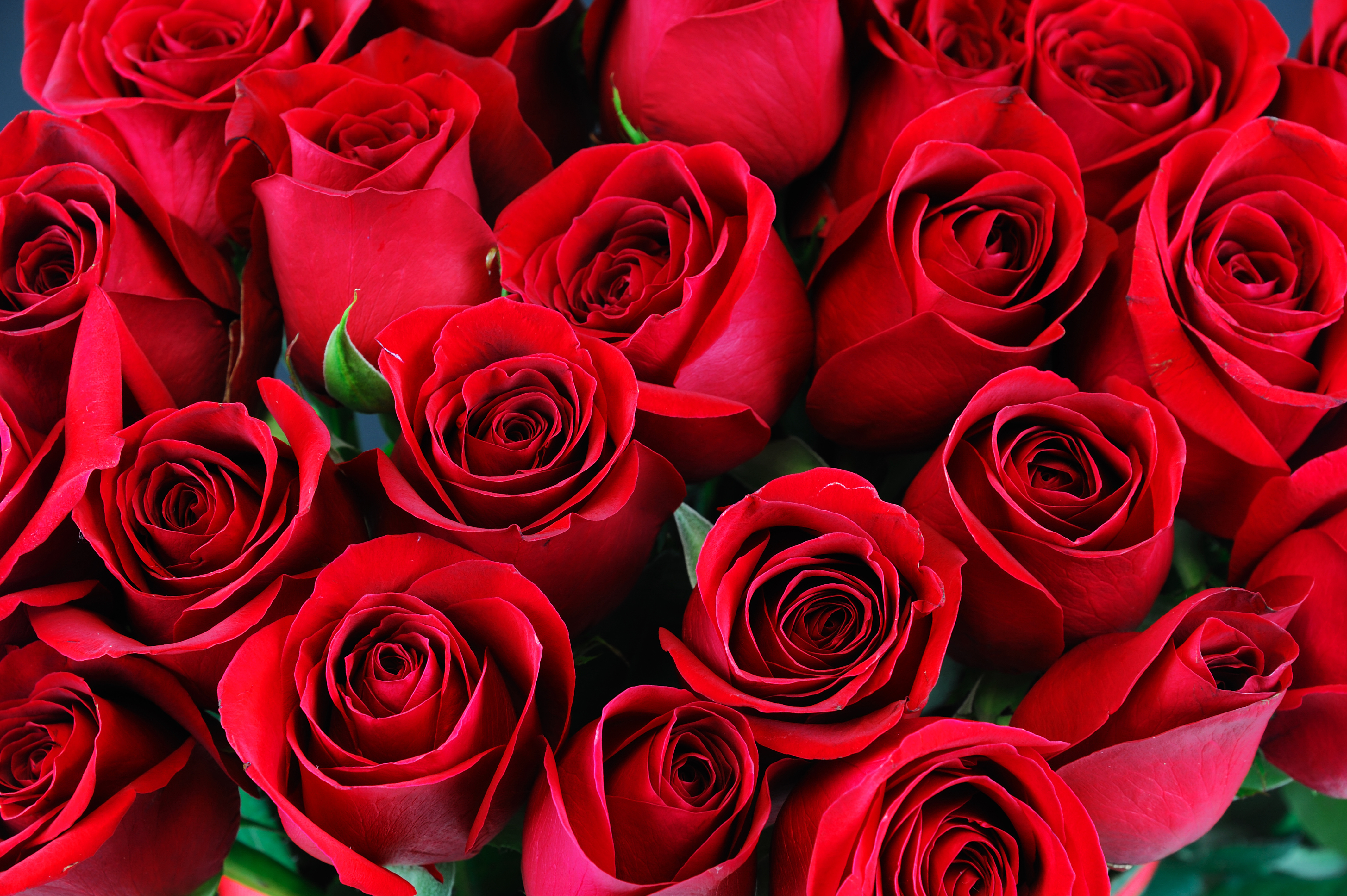 Roses Their Color Has A Lot To Say Eco18
