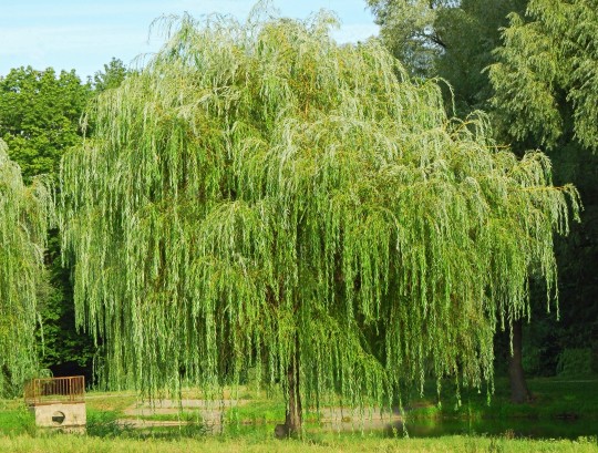 Weeping willow tree in the public park