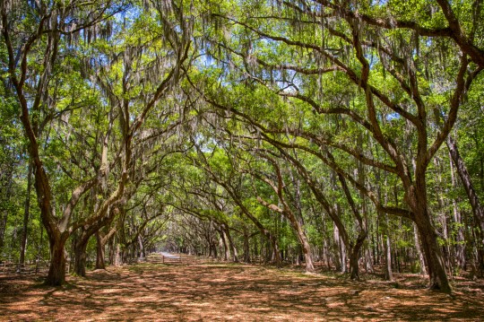 Canopy of old live oak trees draped in spanish moss at historic Wormsloe Plantation in Savannah, Georgia, USA