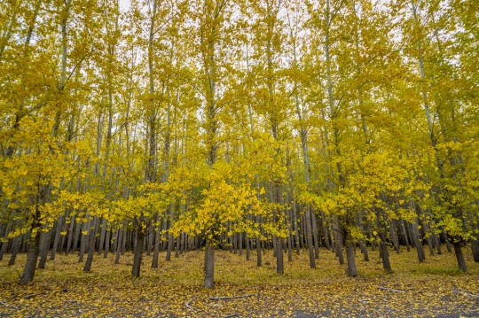 Yellow autumn colored trees on a tree farm