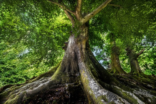 big old tree