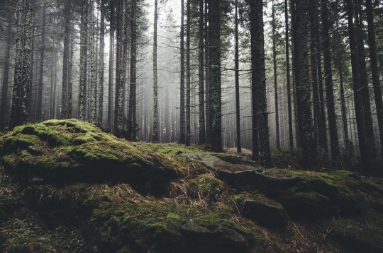 wilderness landscape forest with pine trees and moss on rocks