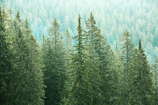 Healthy, big green coniferous trees in a forest of old spruce, fir and pine trees in wilderness area of a national park. Sustainable industry, ecosystem and healthy environment concepts.