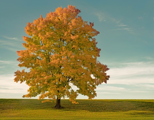 Moody Maple Tree at Sunset