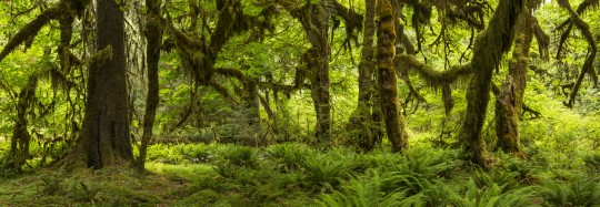 Hall of Mosses Panorama