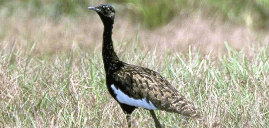 Bengal-Florican