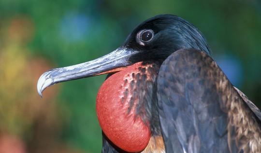 Christmas-Island-Frigatebird-ChrisSurman-c