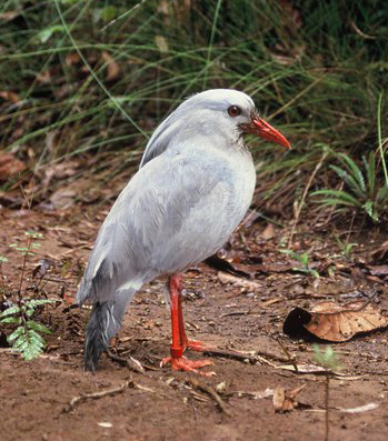 Kagu_Rhynchetos_jubatus_detail