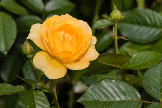 yellow rose with raindrops