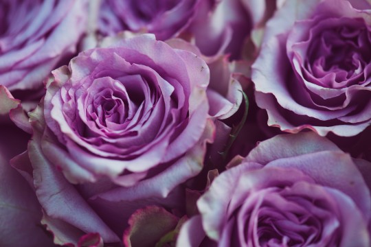 Purple rose flower bouquet vintage background, close up of wedding bouquet