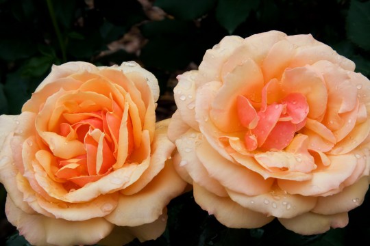 Peach Color Roses