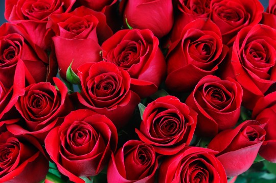 red rose background