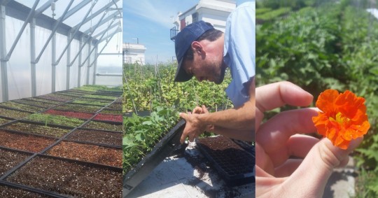 Far Left: A look inside the greenhouse, Center: a lesson on greenhouse microgreens from Ben Flanner, Far Right: an edible flower.