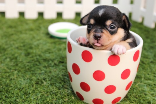chihuahua-dog-puppy-cute-39317-large