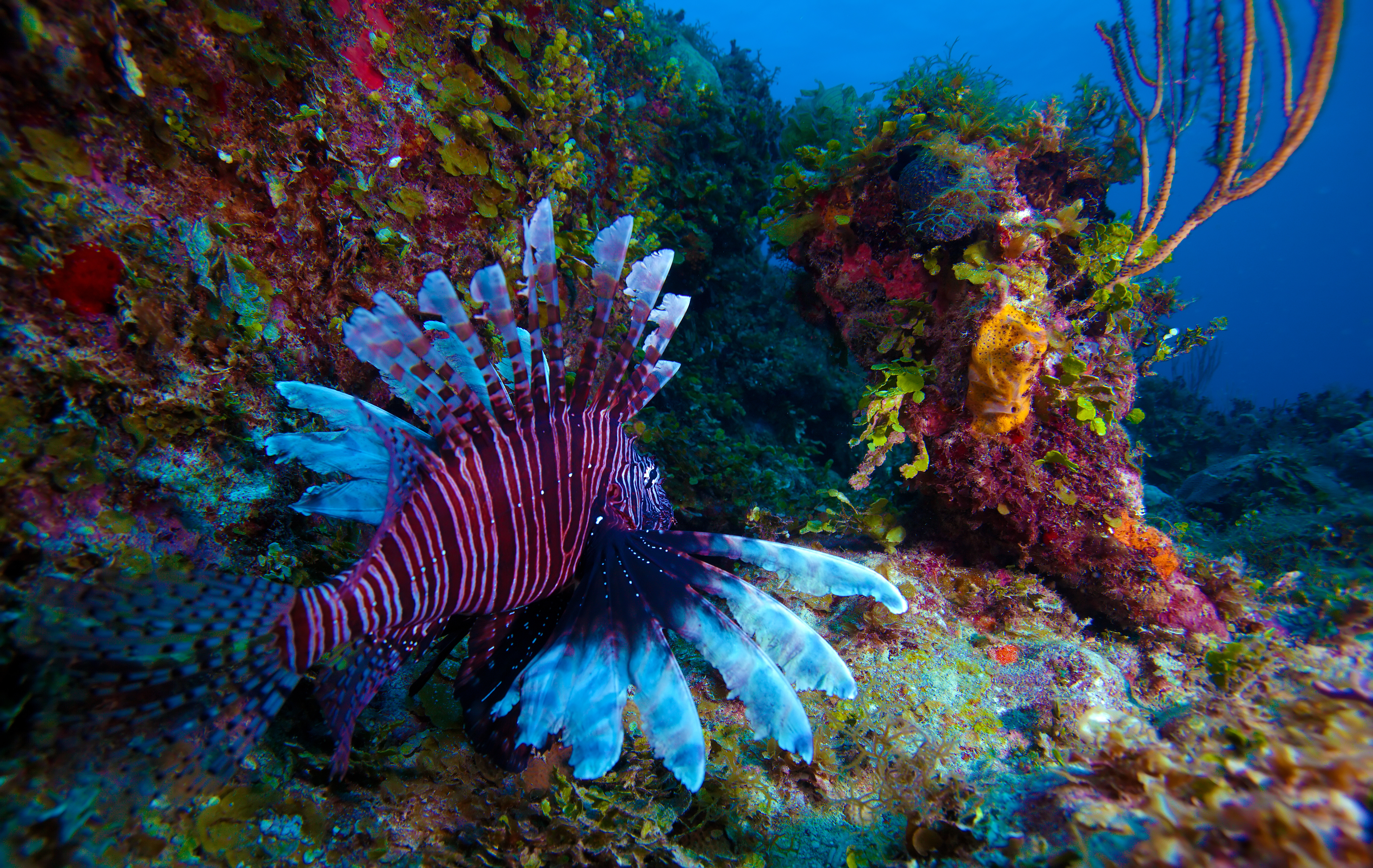 Lionfish (Pterois) near coral, Cayo Largo, Cuba