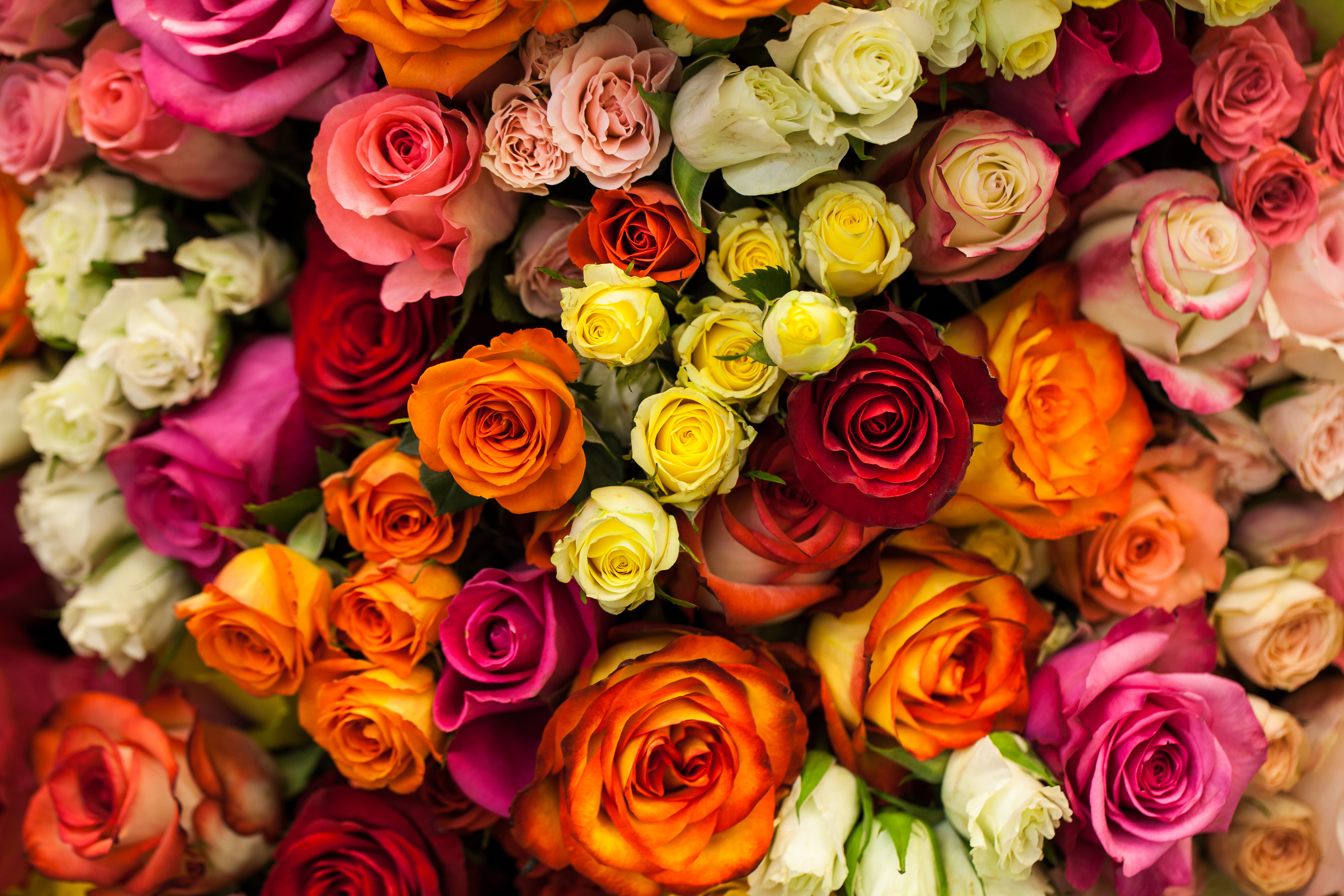What Does The Color Of Roses Really Mean? - Eco18