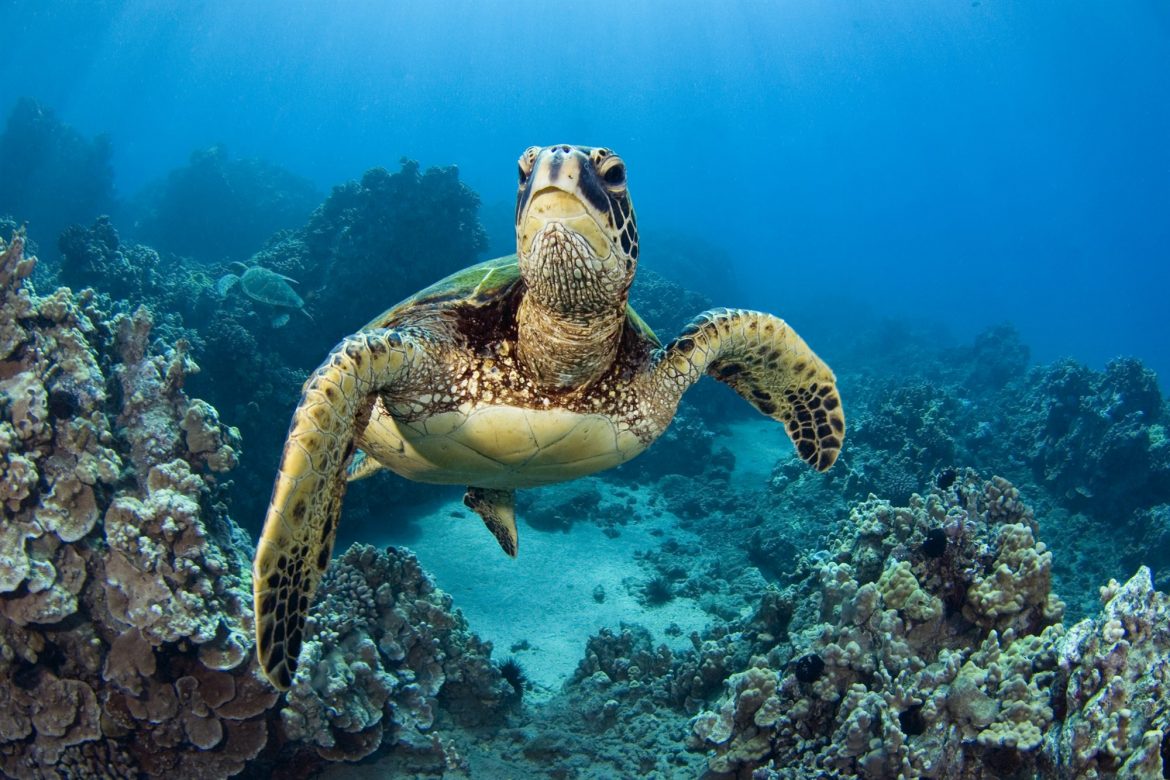 good-news-for-green-sea-turtles-eco18