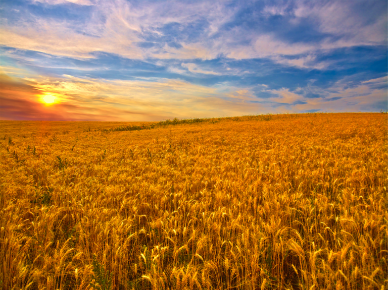 How Food Has Changed In The Past 50 Years Eco18