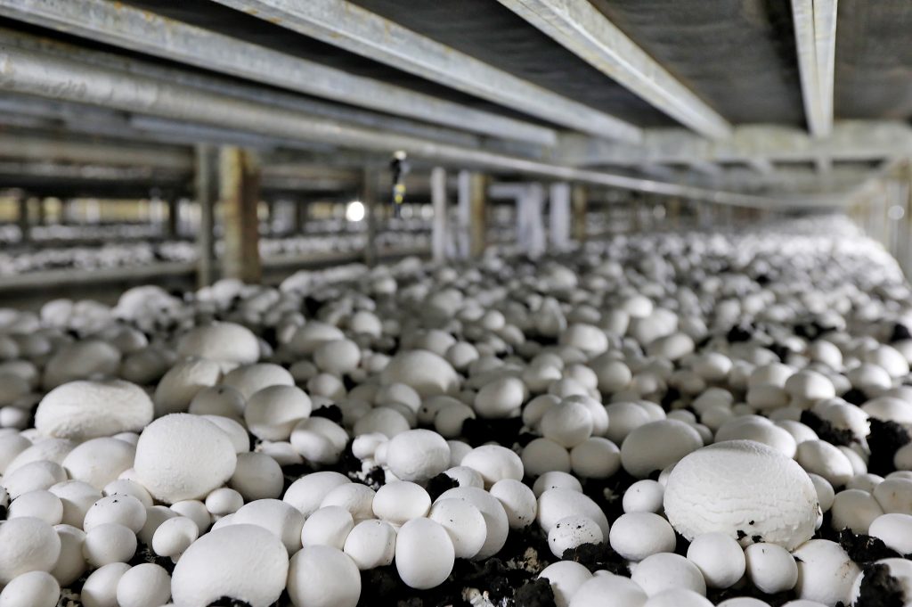 Mushroom with farm