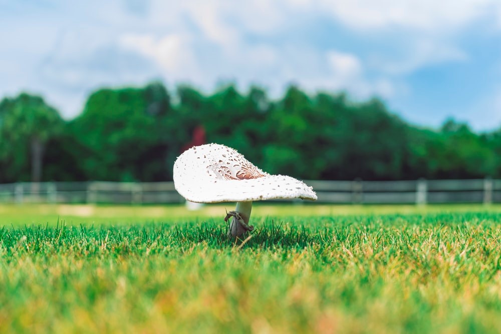 white mushroom on green grass