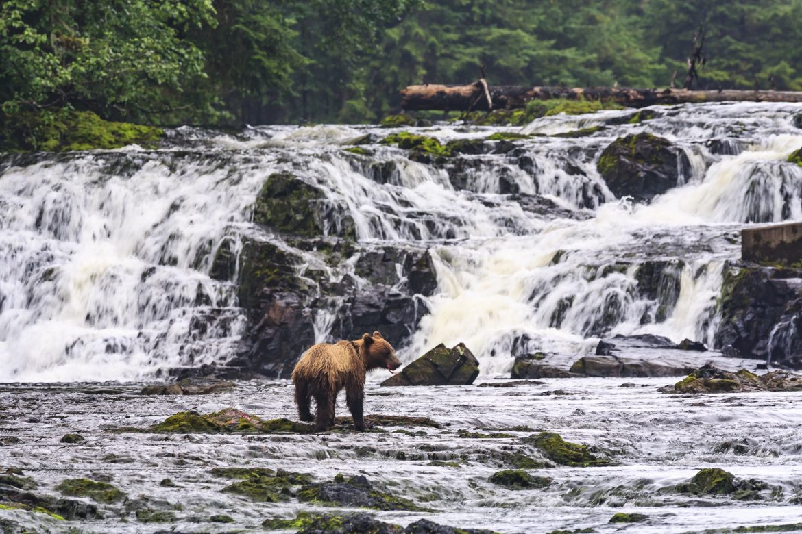 Young Brown Bear (Ursus Arctos) fishing for spawning salmon at Freshwater Bay creek, Tenakee Inlet, Chichagof Island, Tongass National Forest, Inside Passage, Alaska, USA