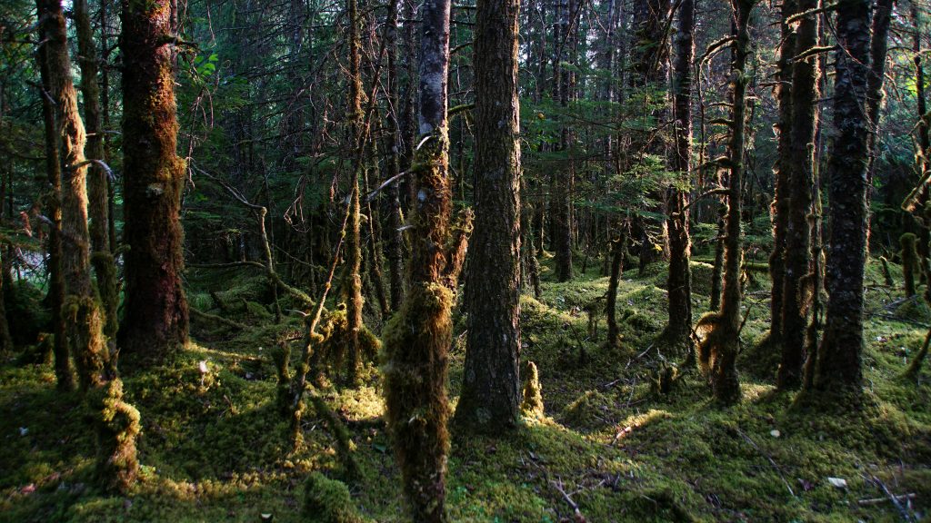 Trees in Tongass National Forest