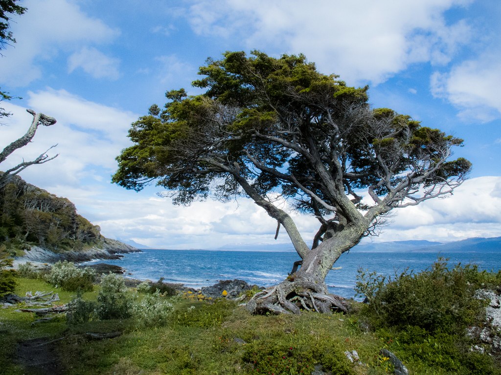 Photo by José Mangiafave via Flickr; This is the type of tree researchers found on Isla Hornos, but this larger specimen was found more northward in Ushuaia, Argentina. 