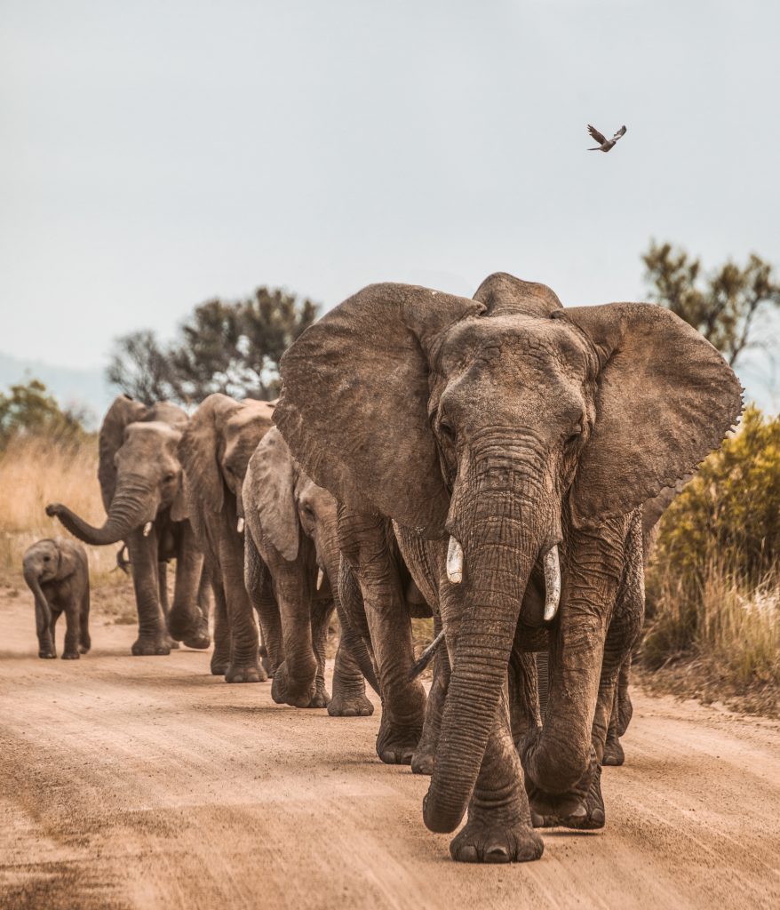 This new research tool, called ICARUS (short for International Cooperation for Animal Research Using Space, and also likely a pun on the Greek myth of Icarus who flew too close to the sun), is being used to find out more about the life of animals on earth: their migratory routes and their living conditions.