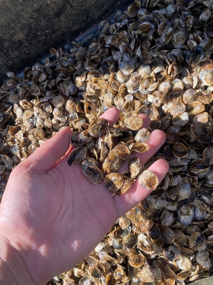 18 Questions with Chris Teufel: On Oyster Farming and Aquaculture - Eco18