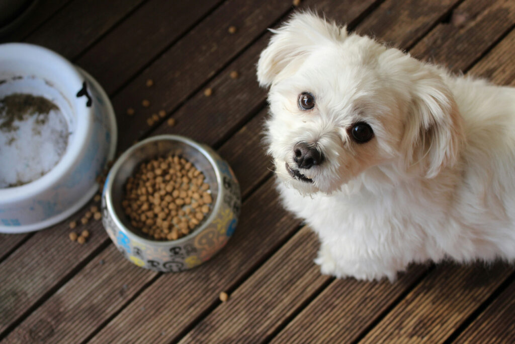 Small white dog looking up at you with food bowls in the background