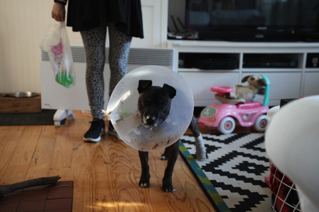 Small black dog wearing a cone and looking at you in a living room