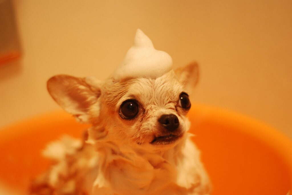 Small chihuahua in a bath with shampoo on it's head
