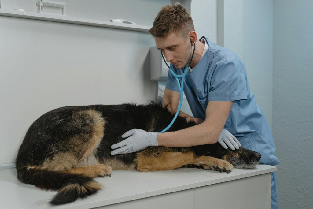 Veterinarian using a stethoscope to listen to the vitals for a German Shepherd