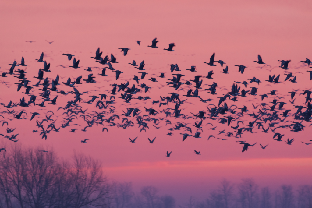 Birds flying at sunrise