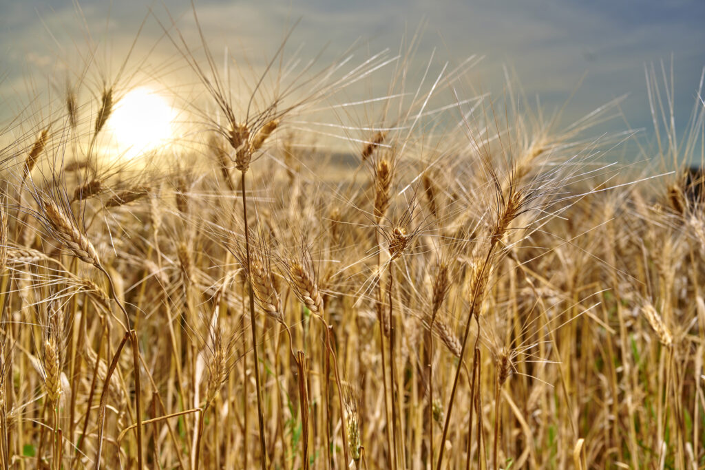 A field of golden-colored KAMUT wheat with the sun setting in the background. 